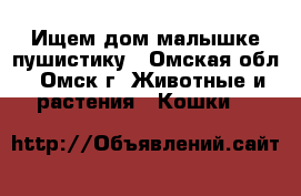 Ищем дом малышке-пушистику - Омская обл., Омск г. Животные и растения » Кошки   